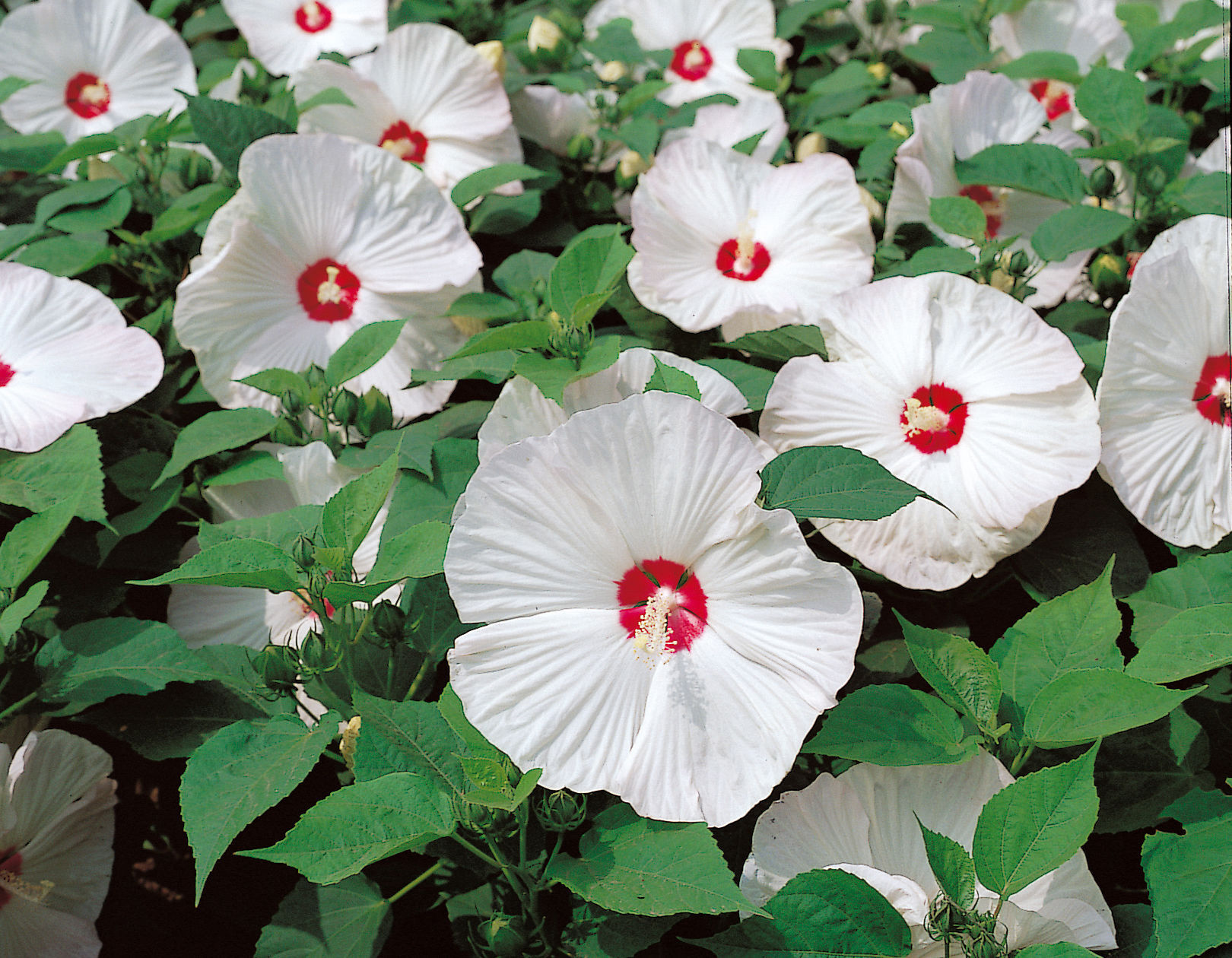 Sakata Seed America, Inc.